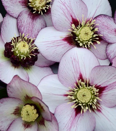 2g Honeymoon® Series French Kiss Lenten Rose